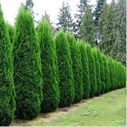 Juniperus virginiana 'Spartan' - Spartan Juniper, Pencil Cedar